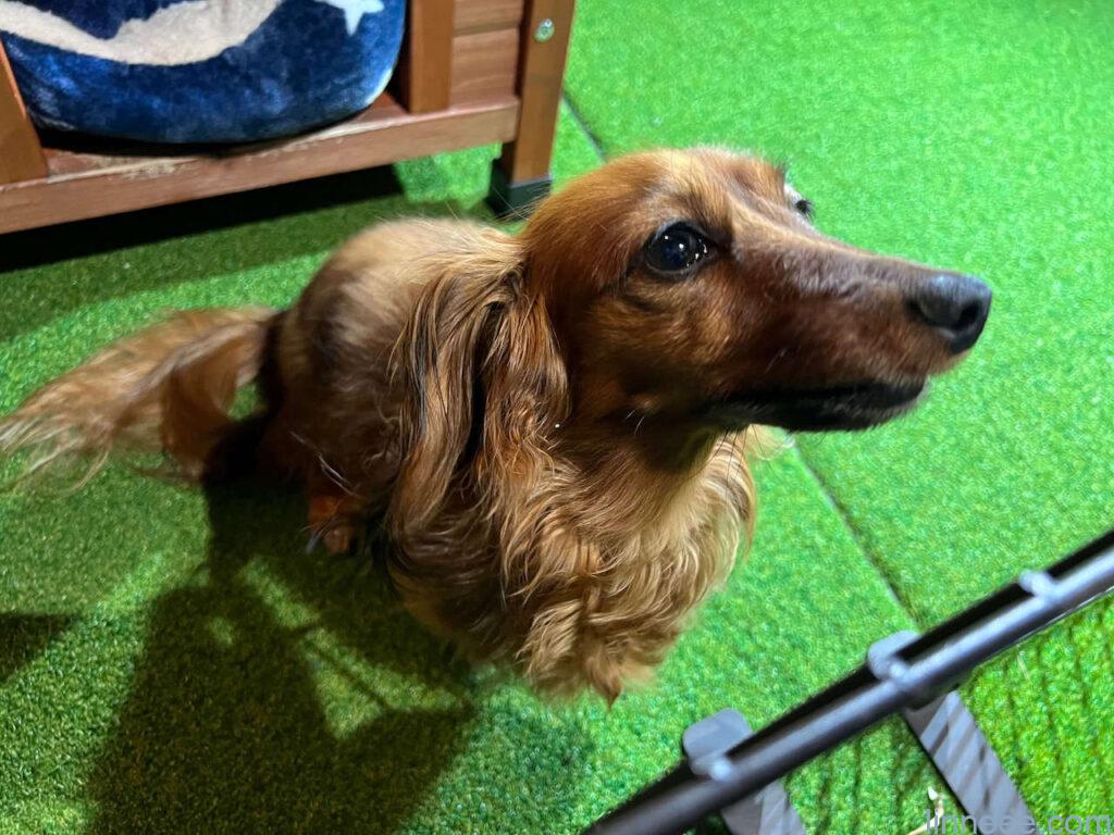 町家バルの看板犬、ダックスフンドのベティちゃん